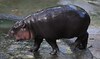 Thai baby hippo Internet star draws thousands to her zoo