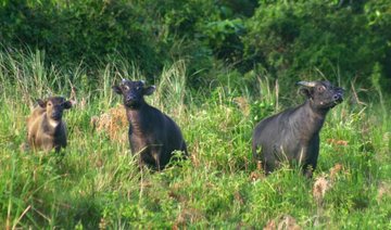 Philippines’ rare dwarf buffalo charges against extinction