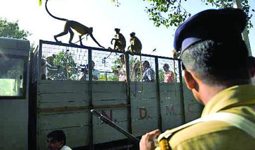 Toxic biscuits kill 14 monkeys in India