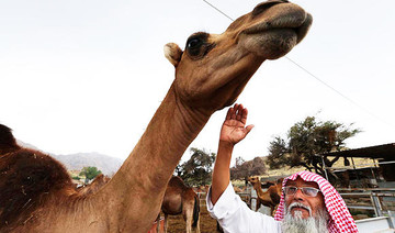 No camel slaughter during this Haj