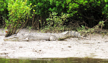 Australia: Boats aren’t safe from crocodiles