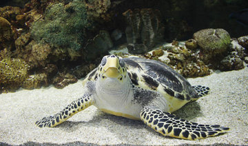 Fakieh Aquarium to return turtle back to sea after treatment