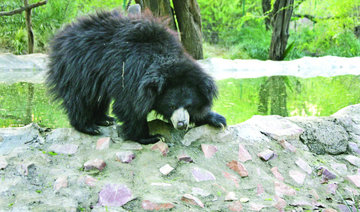 Bear shot after 3 Indians mauled to death