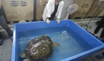 Thailand's coin-eating turtle dies of blood poisoning