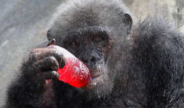 Frozen treats and sprinklers keep Bangkok zoo animals cool