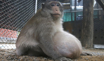 Thailand’s chunky monkey on diet after gorging on junk food