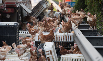 Thousands of chickens block Austrian motorway