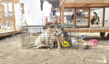 Despicable treatment of animals in KSA: Who is to blame?