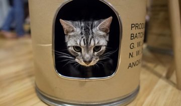 Pet cafe trend cat-ching on in Yangon