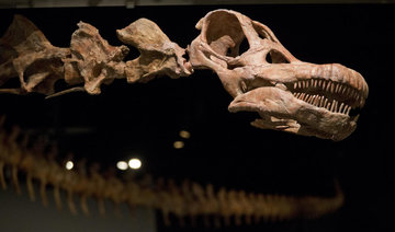 Meet the new heavyweight champion of dinosaurs: Patagotitan