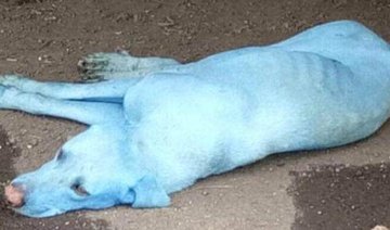 Mumbai why do you turn your stray dogs blue?