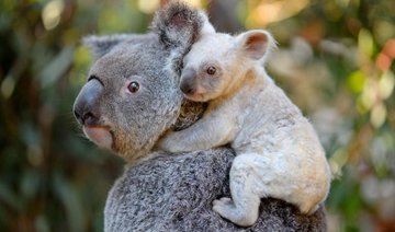 Rare white koala born at Australian zoo