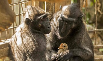 Loveless monkey adopts chicken at Israeli zoo