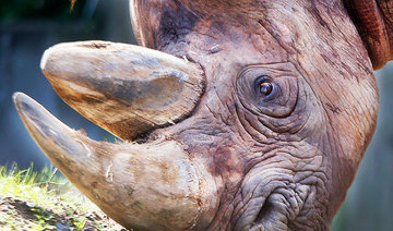 Rhino horn smugglers shift to jewelry: Report