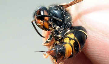 Japanese woman dies after 150 giant hornet stings