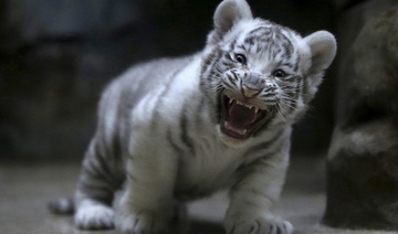 White tiger cubs maul keeper to death in India