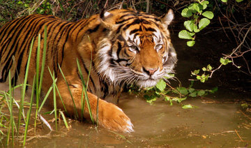 Indian rangers hunt ‘man-eating’ tiger