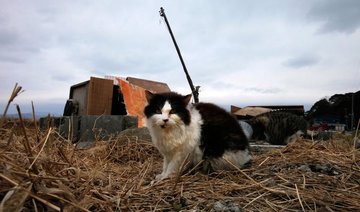 Stray cat a suspect in Japan attempted murder