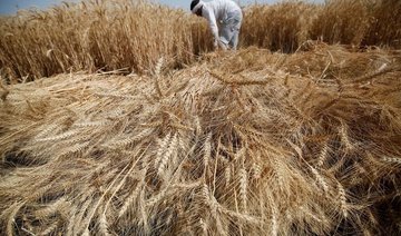 Egypt ruling to reinstate ergot ban renews wheat import uncertainty