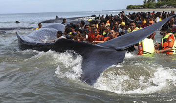 World’s largest whales are mostly ‘right-handed’, study finds