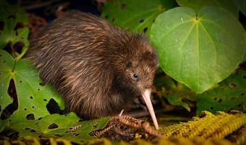 2 kiwi birds are rare bright spot in grim extinction report