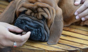 ‘Tis the season to hide the chocolate from your dog