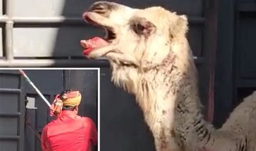 Makkah Municipality fires abusive workers after viral camel video