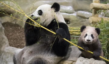 France’s first panda cub makes debut appearance