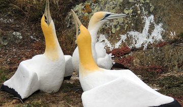 ‘World’s loneliest bird’ Nigel dies in New Zealand