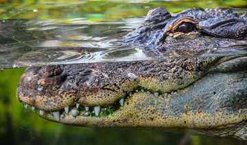 Indonesian woman mauled to death by crocodile