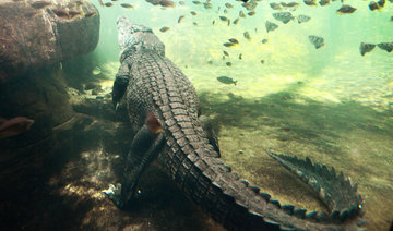Crocodile snatches woman swimmer