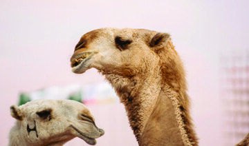 Camel celebration