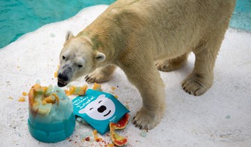 Inuka, first polar bear born in the tropics, may be put down