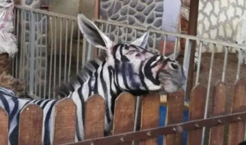 Cairo zoo accused of trying to pass off donkey as ‘genuine’ zebra