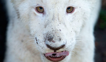 2 rare white lion cubs newly on display at Mexican zoo