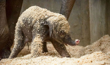 Elephant born 3 weeks ago at zoo dies from sudden illness