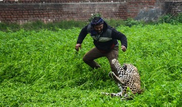 Marauding leopard causes panic in Indian city