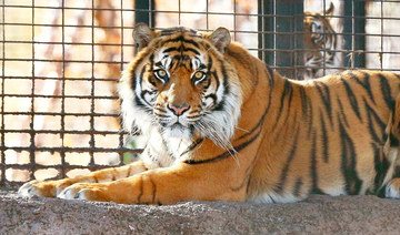 Tigers kill Italian tamer as parliament mulls ban on circus animals