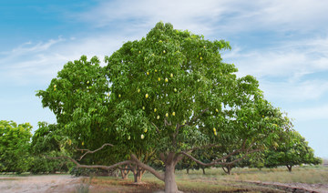 Pakistani mango: The king of fruits