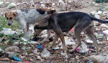 Pakistan’s KP province to sterilize stray dogs, say officials