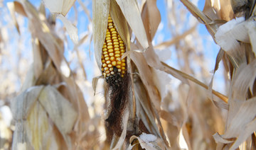 Digging up the dirt — could soil contain the answer to food shortages?