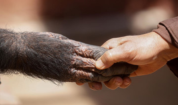 Keepers, animals keep each other company at Cairo’s shuttered zoo