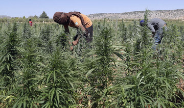 Lebanon makes largest ever cannabis drug bust