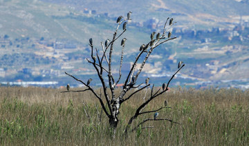 Coronavirus lockdown brings Lebanon’s migratory birds up close