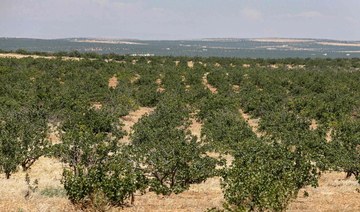 Syria pistachio farmers return to orchards after years of war