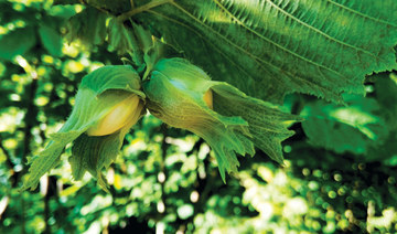  Tech helps hazelnut farmers fight soil erosion 