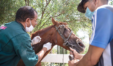 Starvation looms for Morocco’s horses as tourism collapses