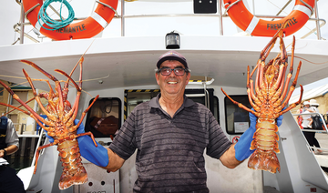 Australian lobster sector claws back trade after Chinese ban