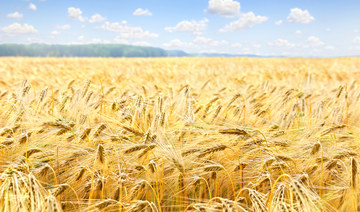 Facing rising tariffs in China, Australian barley farmers have recently refocused their attention on Saudi Arabia, following a recent bumper harvest season. (Shutterstock/File Photo)