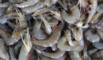 Shrimp sales are no ‘small fry’ for Saudi Arabia’s Jazadco